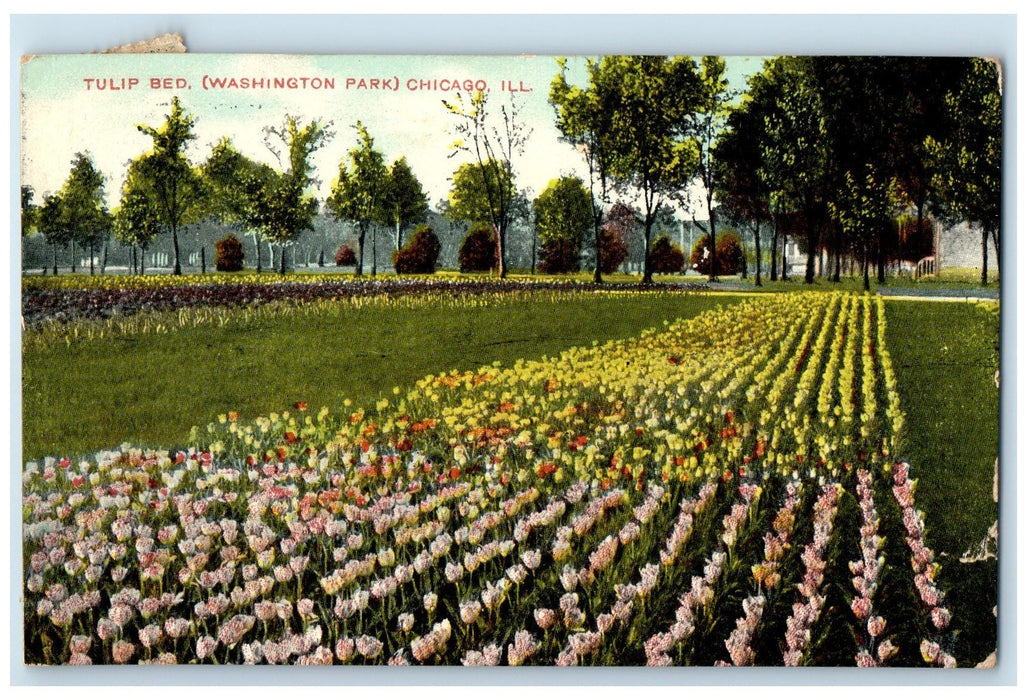 1909 Tulip Bed Washington Park Scene Chicago Illinois IL Posted Vintage Postcard