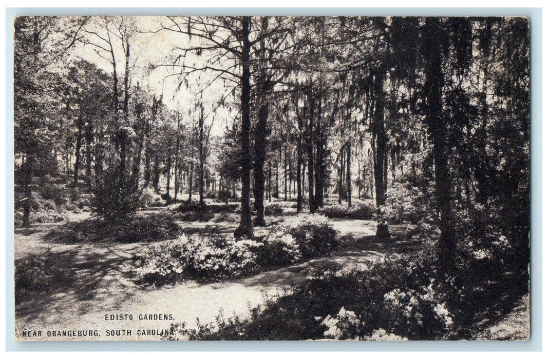 c1950 Edisto Gardens Dirt Pathways Trees Orangeburg South Carolina SC Postcard