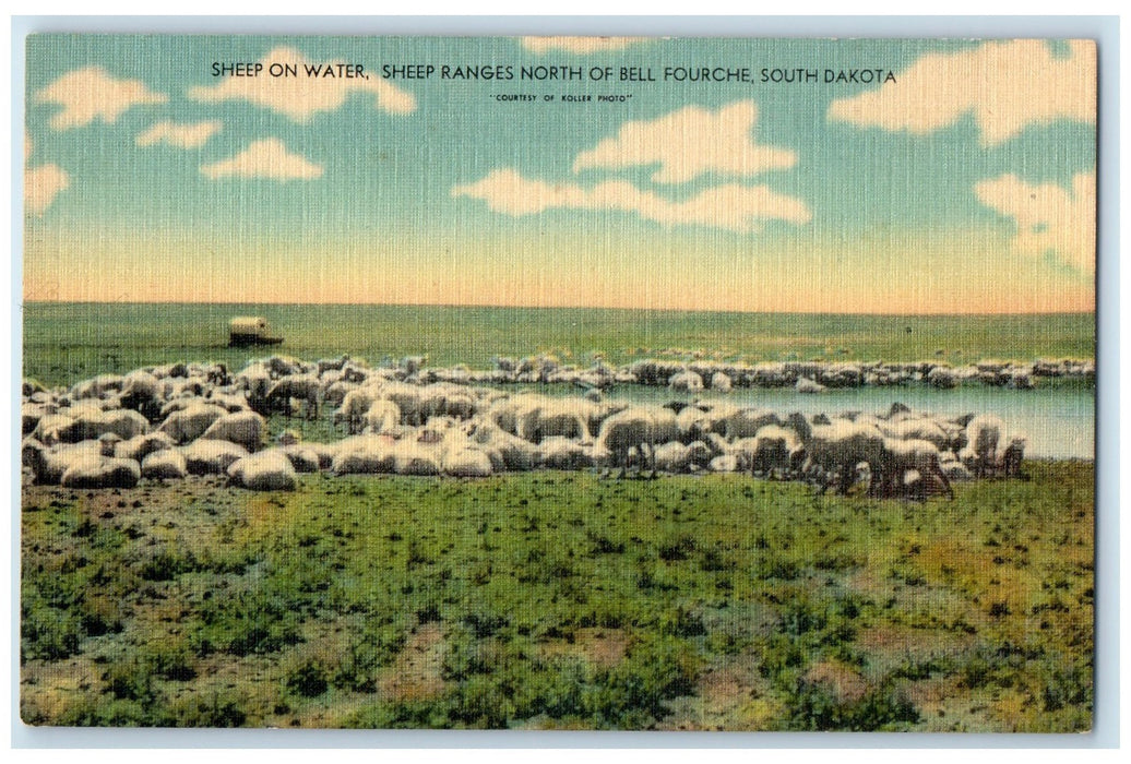 c1940 Sheep On Water Sheep Ranges North Belle Fourche South Dakota SD Postcard