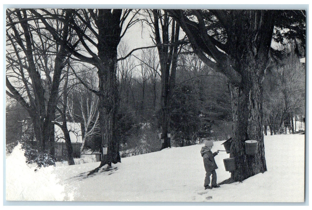 c1960s Goulds Sugarhouse Famous Mohawl Trail Shelbourne Falls MA Trees Postcard