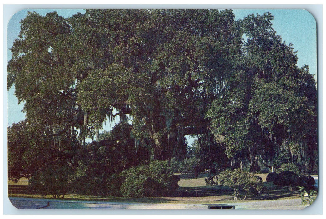 c1960's Dueling Oak Trees Roadside New Orleans Louisiana LA Unposted Postcard