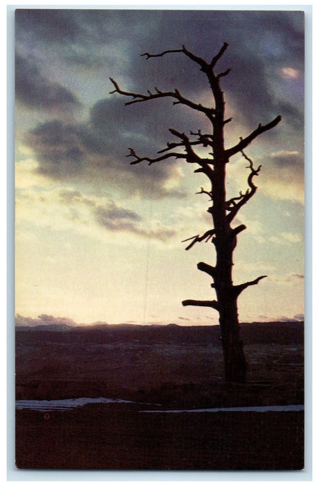 c1960's Sunset And The Historic Hangmans Tree At Hill Rapid City SD Sky Postcard