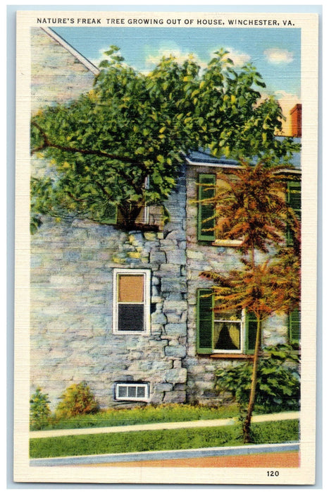 c1940's Nature's Freak Tree Growing Out Of House Winchester Virginia VA Postcard