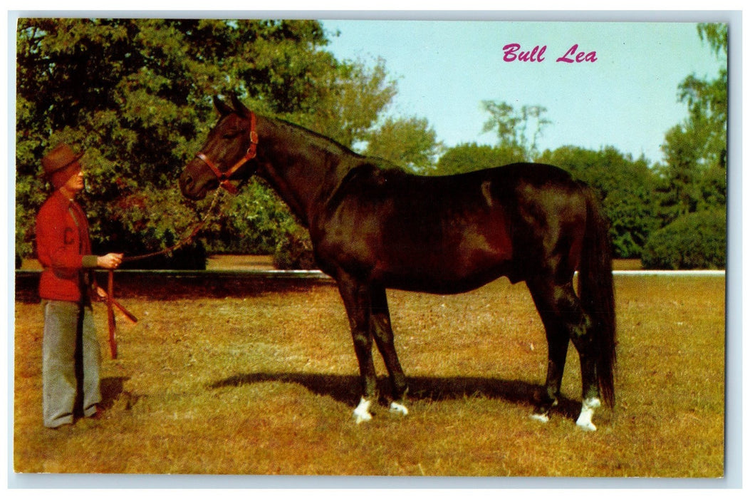 c1950's Bull Lea Sire Of Kentucky Derby Winners Citation Lexington KY Postcard