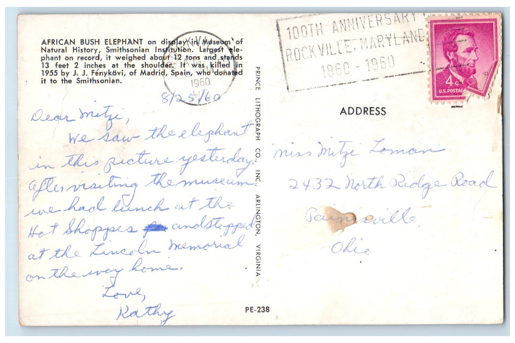 1960 African Bush Elephant Largest Specimen View Smithsonian Institute Postcard