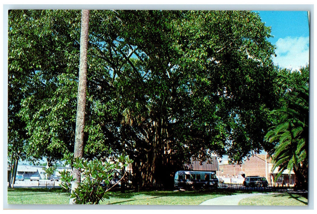 c1950's Banyan Tree At The Court House Classic Van Ft. Myers Florida FL Postcard