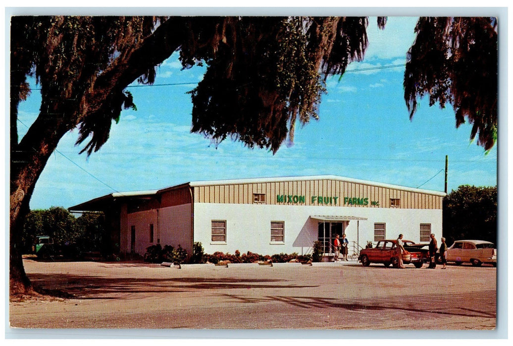 c1950's Mixon Fruit Farms Inc. Gift Packing Retail Bradenton Florida FL Postcard
