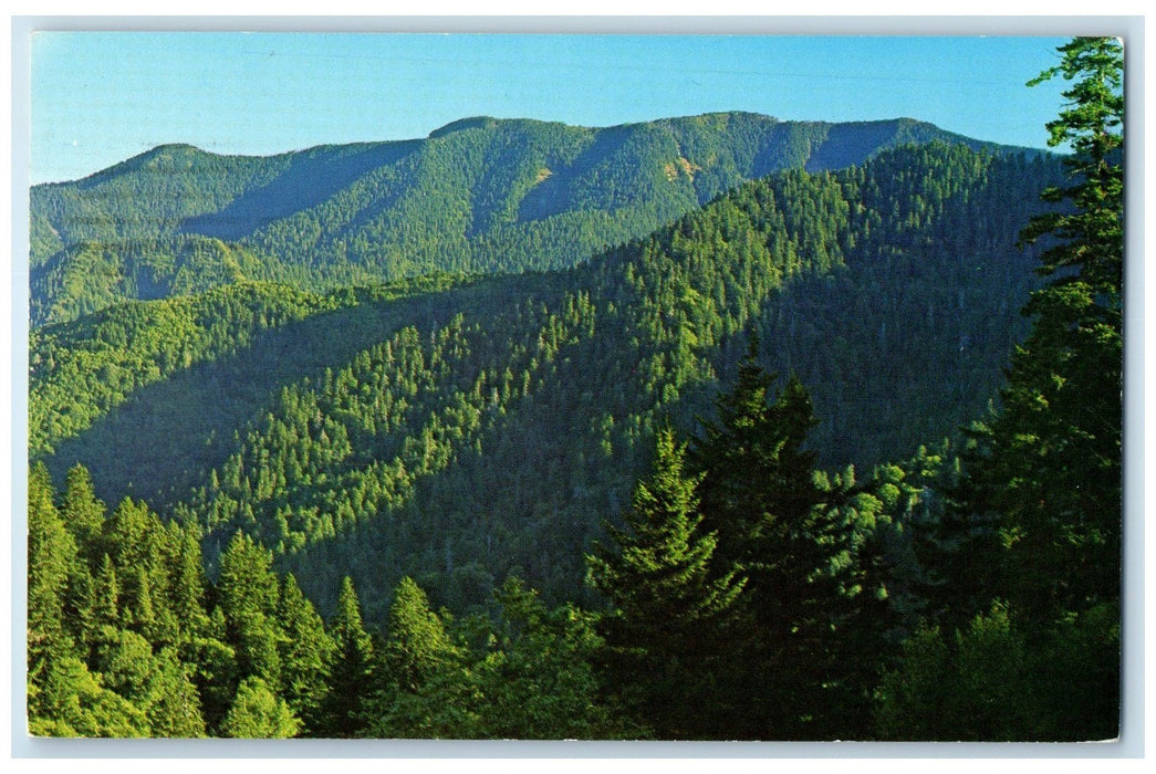 1963 Mount LeConte Seen From NewFound Gap Gatlinburg Tennessee TE Trees Postcard
