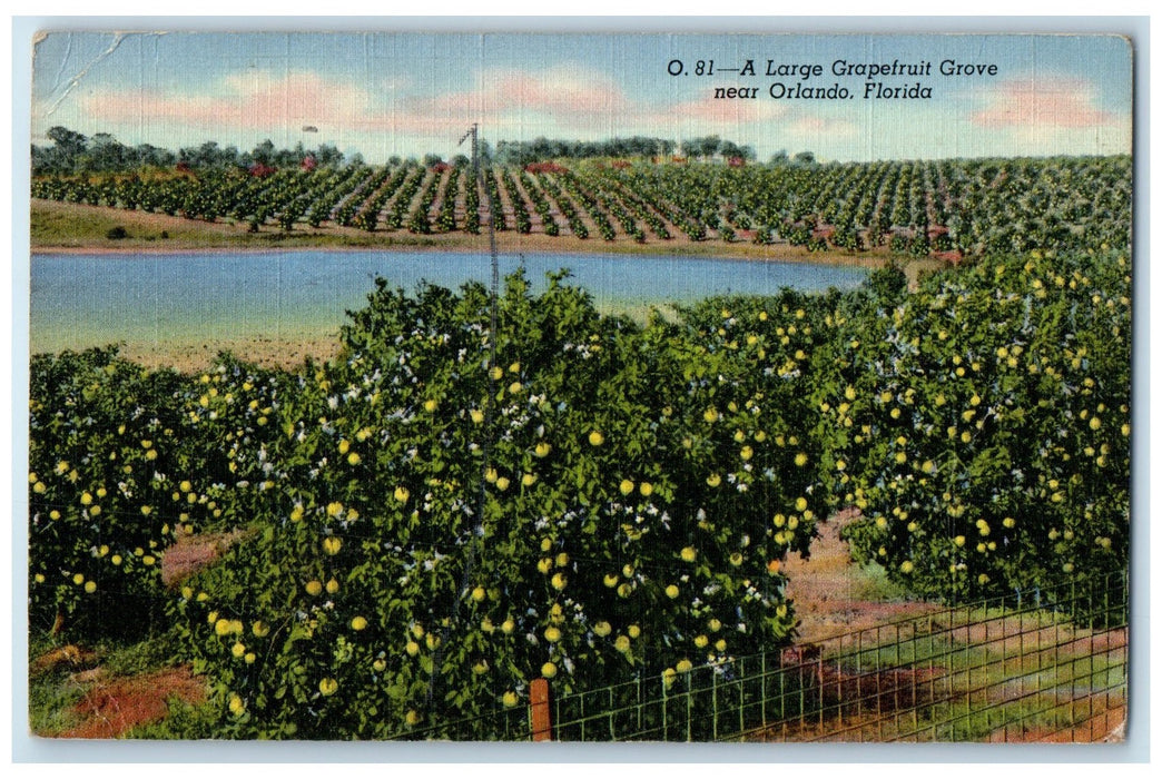 1945 Large Grapefruit Grove Plantation Lake Orlando Florida FL Posted Postcard