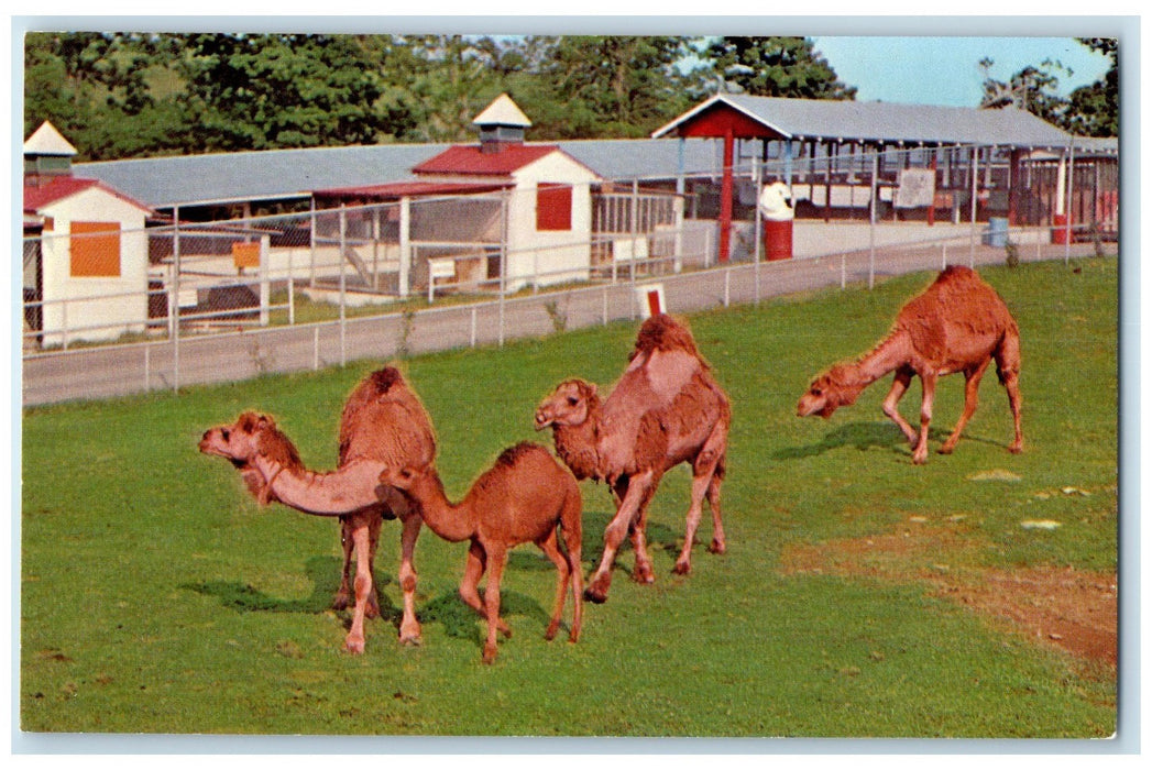 c1960s Circle M20 The Camel Ship Of Dessert Stuart Virginia VA Unposted Postcard