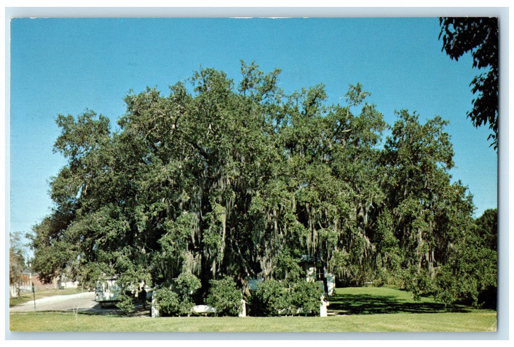 1967 Evangeline Oak Scene St. Martinville Louisiana LA Posted Vintage Postcard