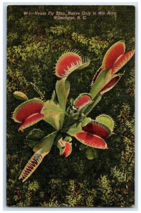 1953 Venus Fly Trap Native Only This Area Wilmington North Carolina NC Postcard