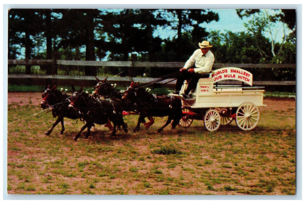 c1950's World's Smallest Four Mule Hitch 30 Inches Godfrey Illinois IL Postcard