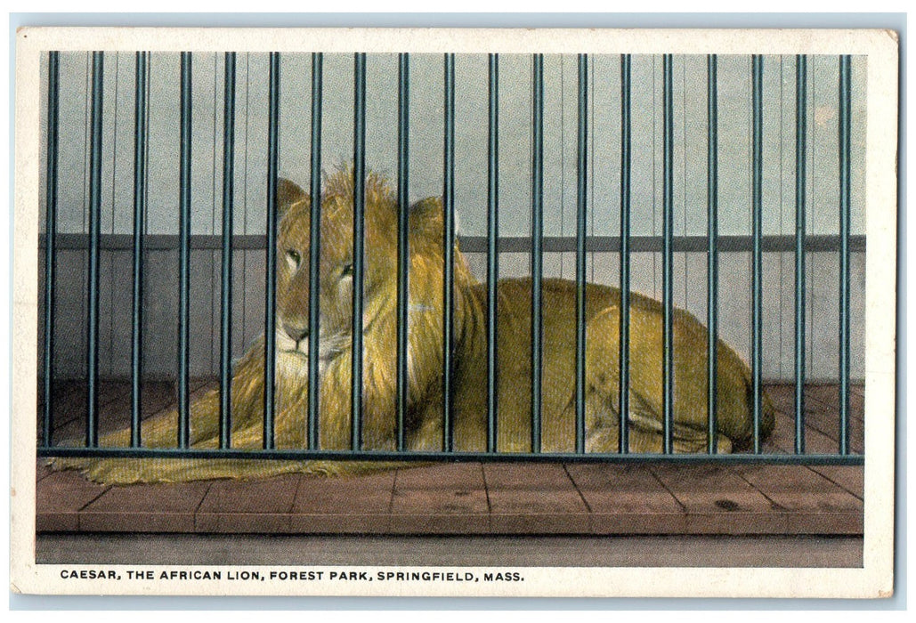 c1920 Caesar The African Lion Forest Park Springfield Massachusetts MA Postcard