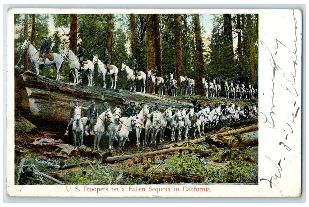 1906 US Troopers On Fallen Military Riding Horse Sequoia California CA Postcard