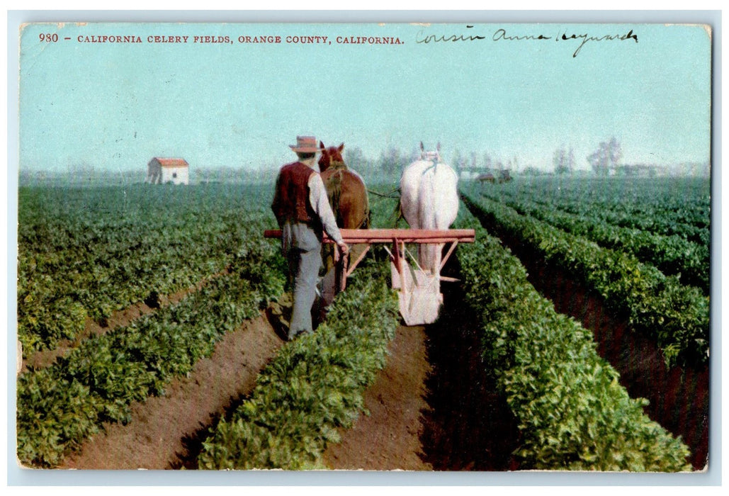 1909 California Celery Fields Horse Plowing Orange County California CA Postcard