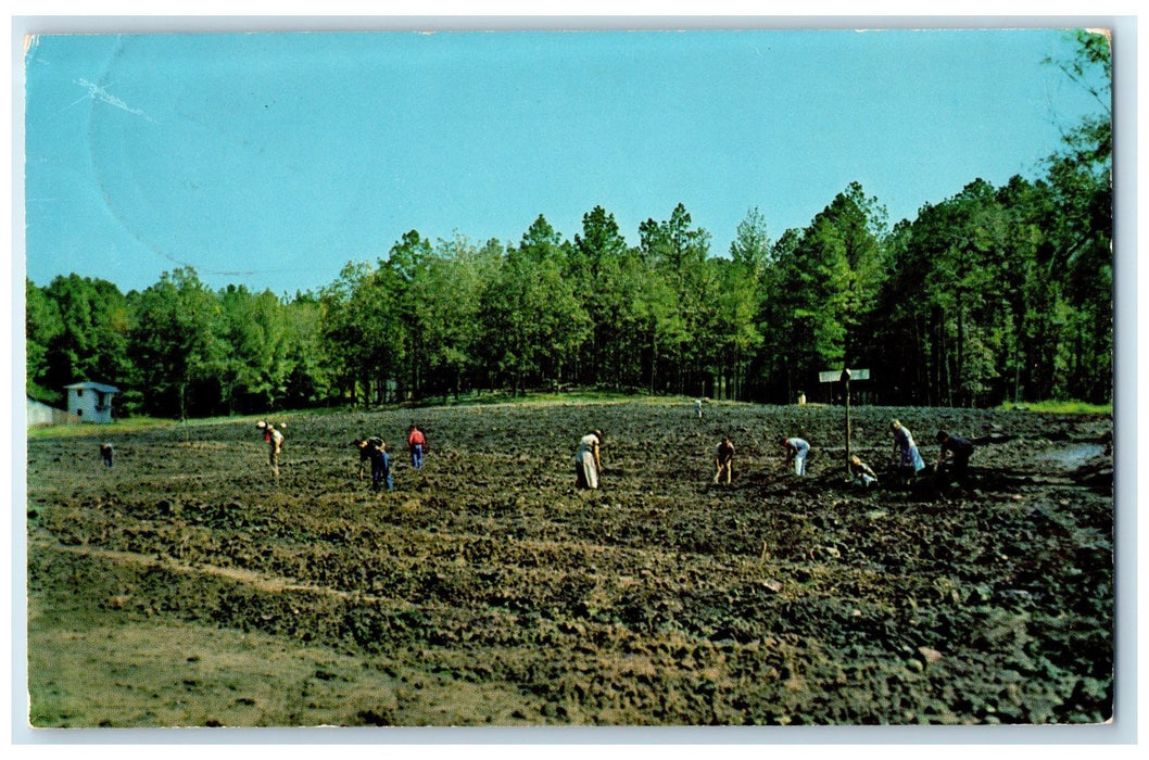1968 The Crater Of Diamonds Trees Scene Murfreesboro Arkansas AR Posted Postcard