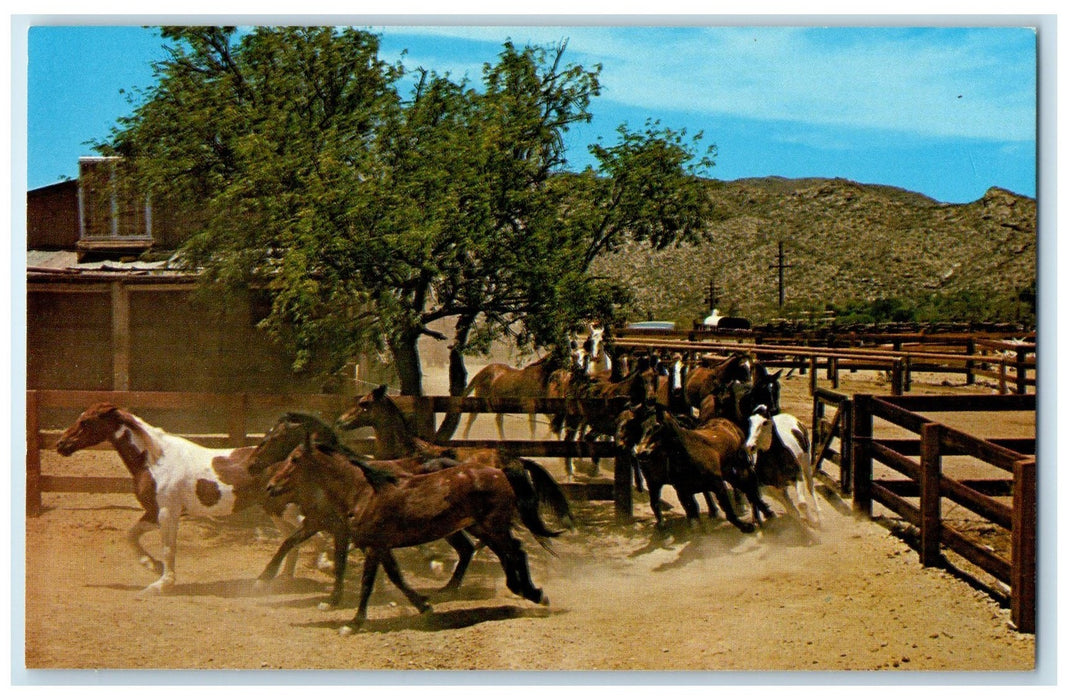 c1960s Tanque Verde Guest Ranch Horses Scene Tucson Arizona AZ Unposted Postcard