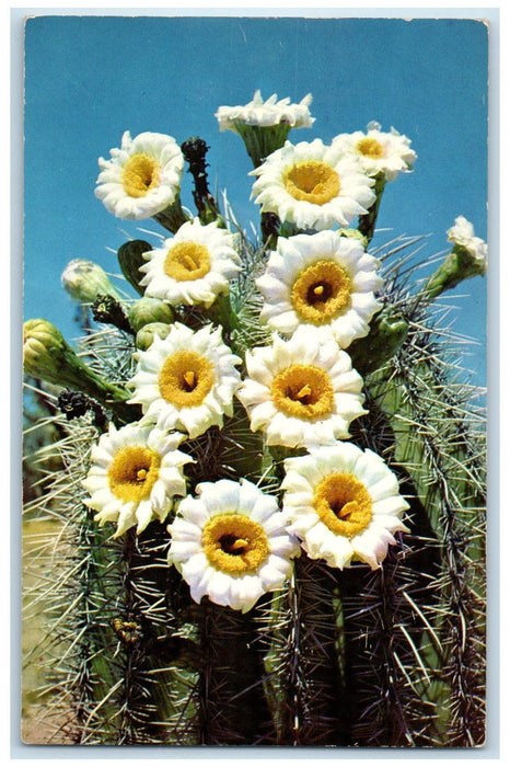 1960 Saguaro Blossoms State Flower Of Arizona View Wickenburg AZ Cancel Postcard