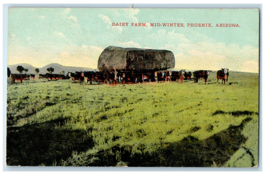 c1910 Dairy Farm Mid Winter Group Of Cow Large Stone Phoenix Arizona AZ Postcard