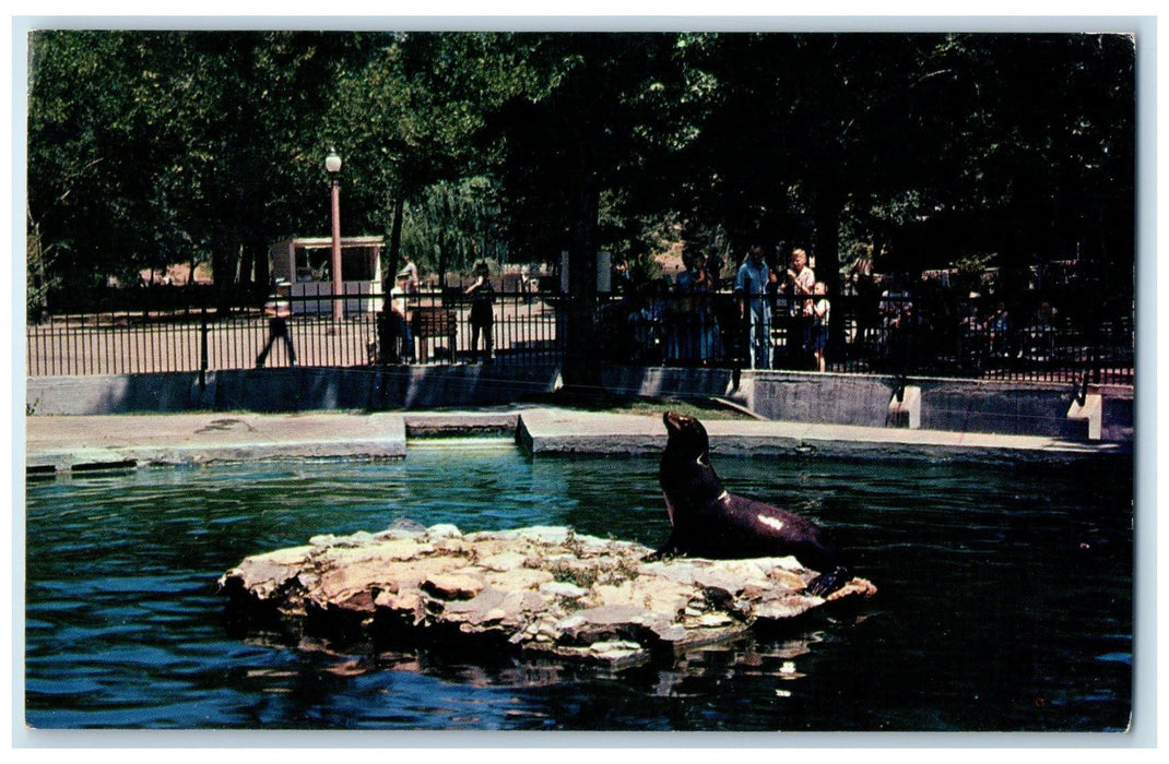 c1950's Seal Forest Park Zoo Sit On Rock Visitors St. Louis Missouri MO Postcard