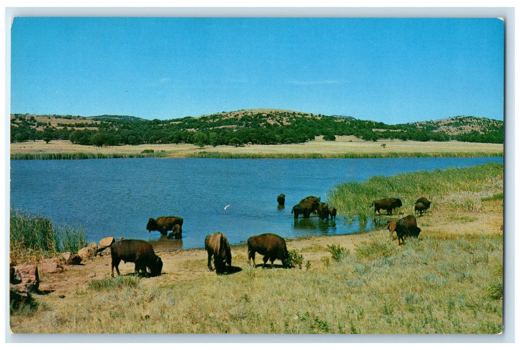 c1950 Buffalo At Quanah Parker Lake Medicine Park Oklahoma OK Unposted Postcard