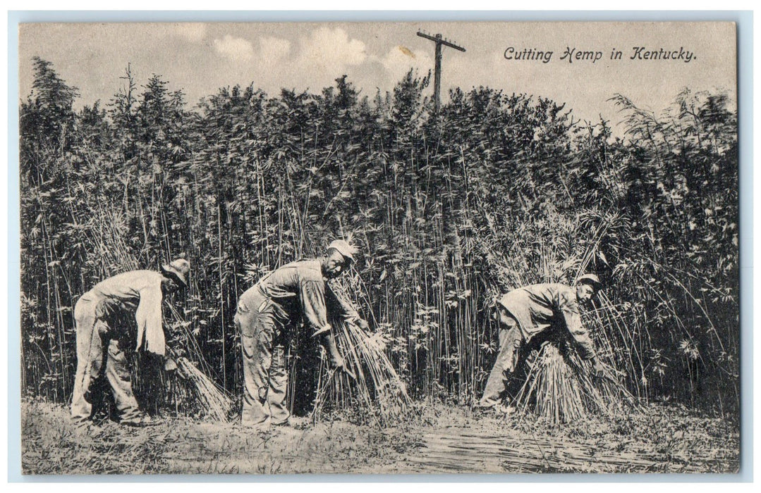 1910 Cutting Hemp In Kentucky Georgetown Kentucky KY Posted Vintage Postcard