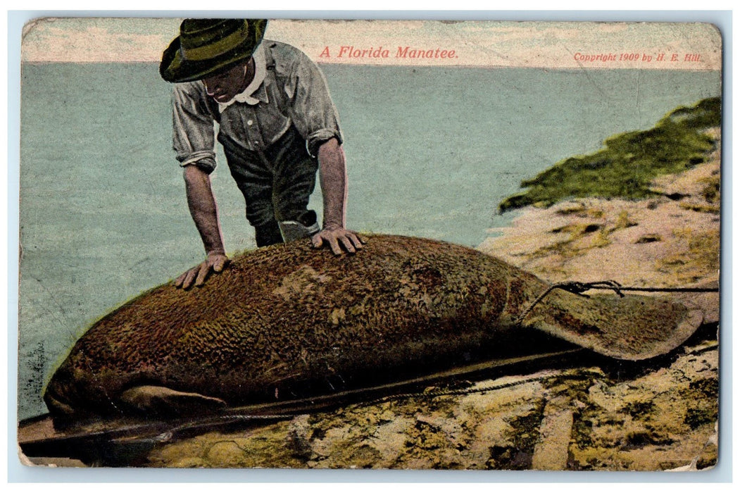 1916 Florida Manatee Catch Big Fish Saint Petersburg Florida FL Posted Postcard