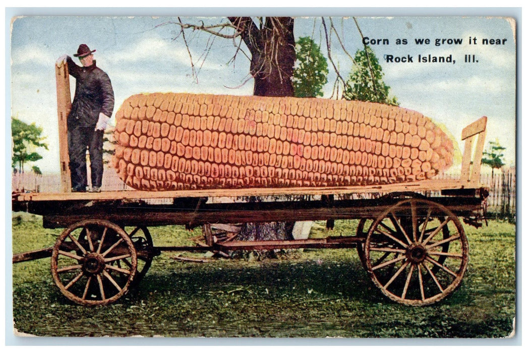 c1910s Exaggerated Corn View As We Grow It Near Rock Island Illinois IL Postcard
