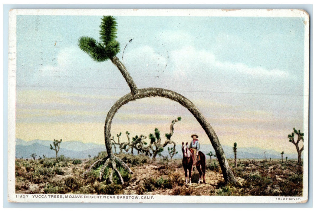 1913 Yucca Trees Mojave Desert Man Riding Horse Barstow California CA Postcard