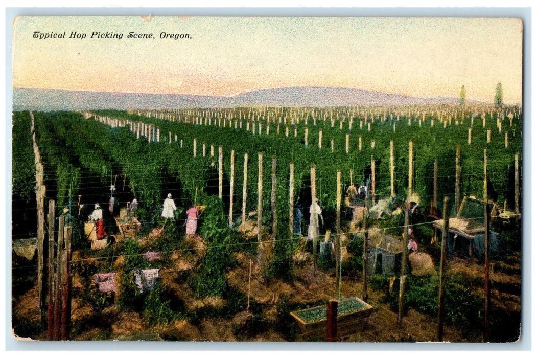 c1910 Typical Hop Picking Scene Farm Fields Workers Oregon OR Unposted Postcard