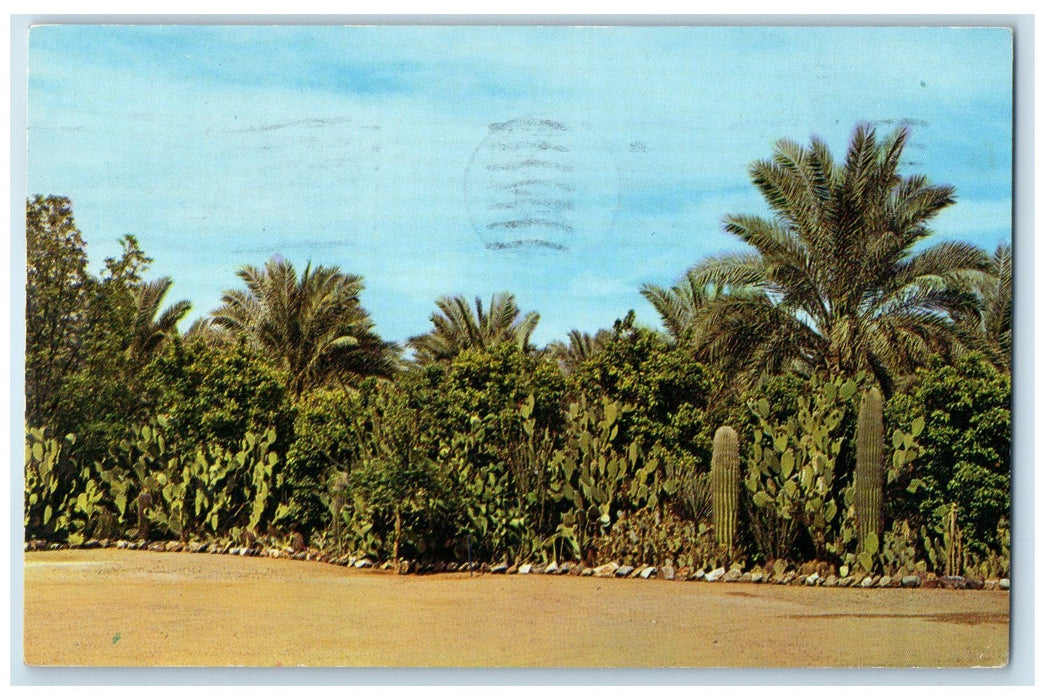 1963 Dolson's Date And Citrus Gardens Cactus Glendale Arizona AZ Posted Postcard