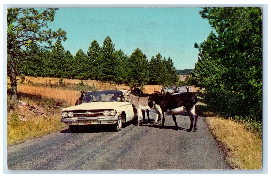 1965 Donkeys Begging For Handout Road Cars Black Hills South Dakota SD Postcard