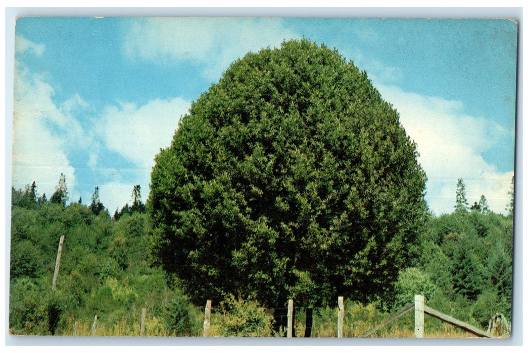 c1950's Oregon Myrtle Trees Coos And Curry County Cone Shape Oregon OR Postcard
