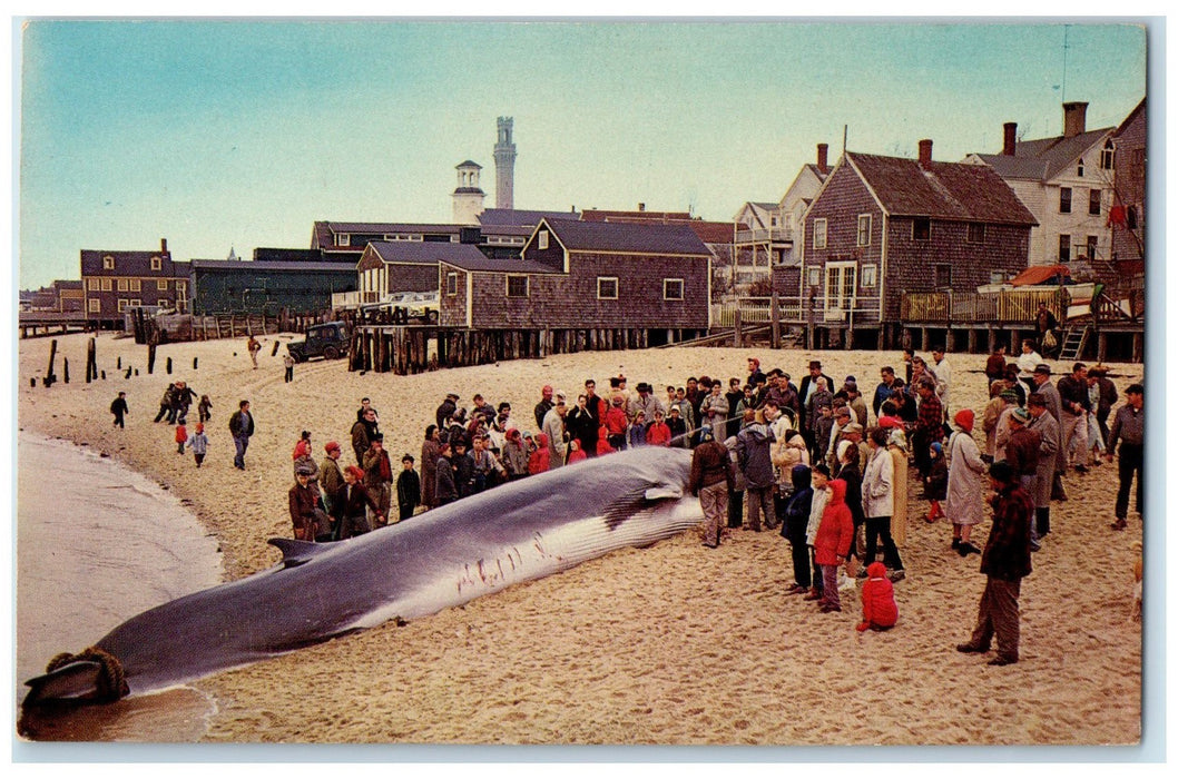 c1960s Large Finback Scene Whale Provincetown Massachusetts MA Unposted Postcard