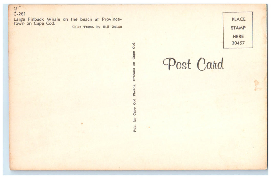 c1960s Large Finback Scene Whale Provincetown Massachusetts MA Unposted Postcard