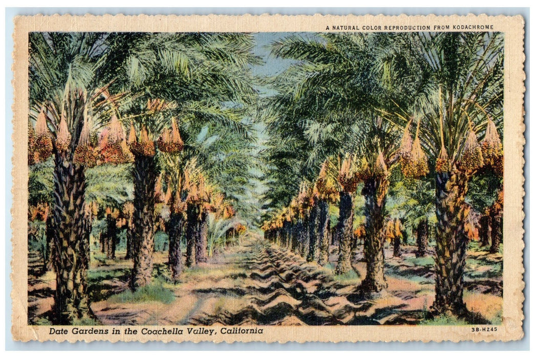 1945 Date Gardens Farm Groves In Coachella Valley California CA Posted Postcard