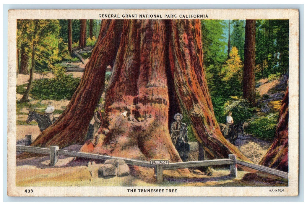 1935 The Tennessee Tree View General Grant National Park Los Angeles CA Postcard