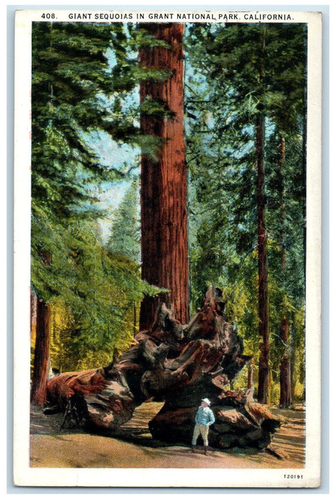 1935 Giant Sequoias Tree In Grant National Park Visalia California CA Postcard