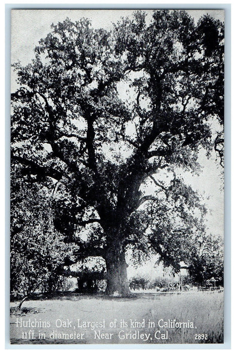 c1940's Hutchins Oak Largest Of Kind In Gridley California CA Unposted Postcard