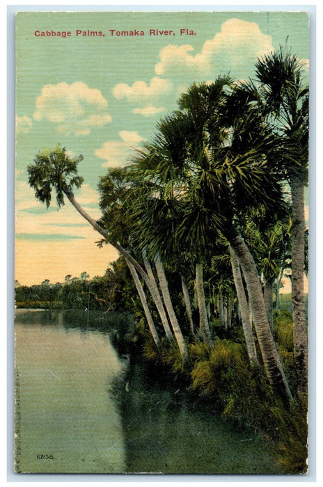 c1910's Cabbage Palms Tomaka River Volusia County Florida FL Unposted Postcard