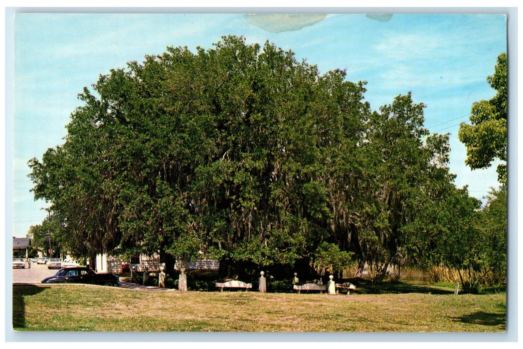 c1960s The Evangeline Oak Car View St. Martinville Louisiana LA Vintage Postcard