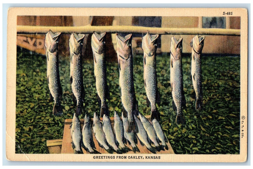 c1940's Greetings From Oakley Kansas KS Unposted Hanging Dried Fish Postcard