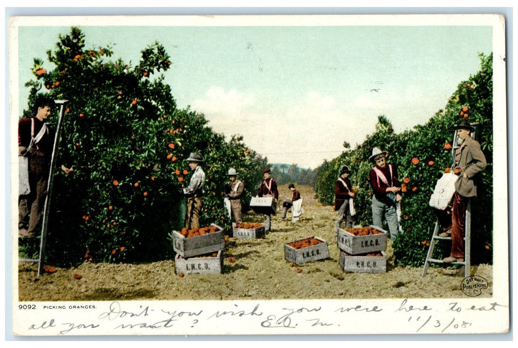 1908 Picking Oranges Crates Pickers Farm Plantation View Antique Posted Postcard