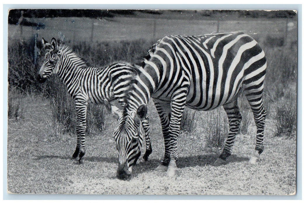 1953 Zoological Park Bronx Zoo Zebra And Foal View Brooklyn New York NY Postcard