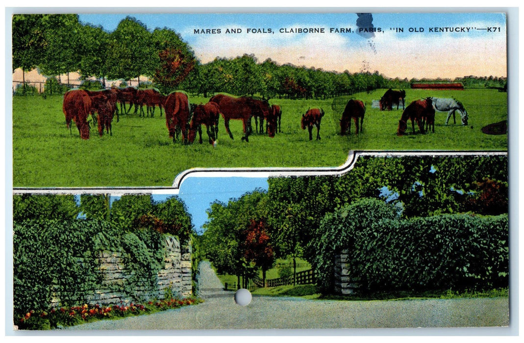 1949 Entrance To Claiborne Farm Mares And Foals Louisville Kentucky KY Postcard