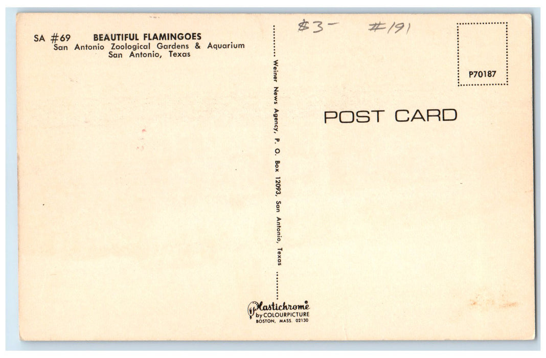 c1950's Flamingoes San Antonio Zoological Gardens & Aquarium Texas TX Postcard