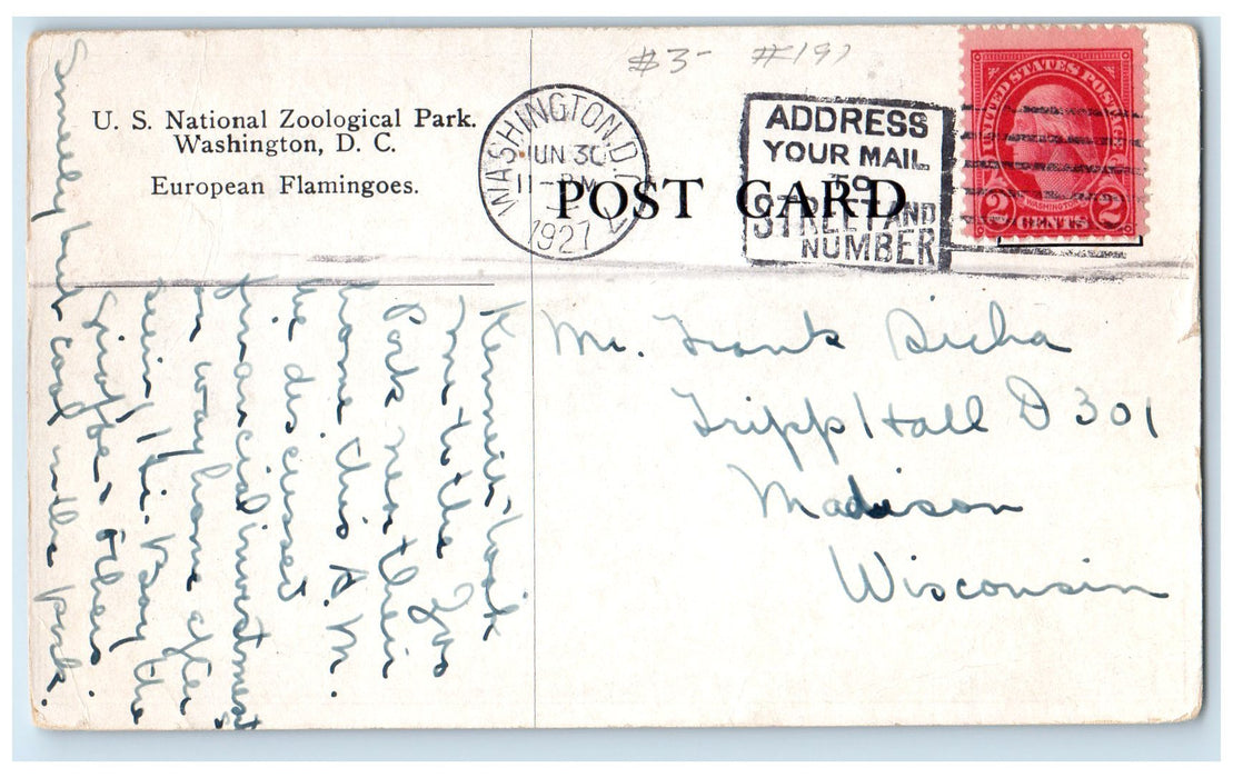 1927 US National Zoological Park European Flamingoes View Washington DC Postcard