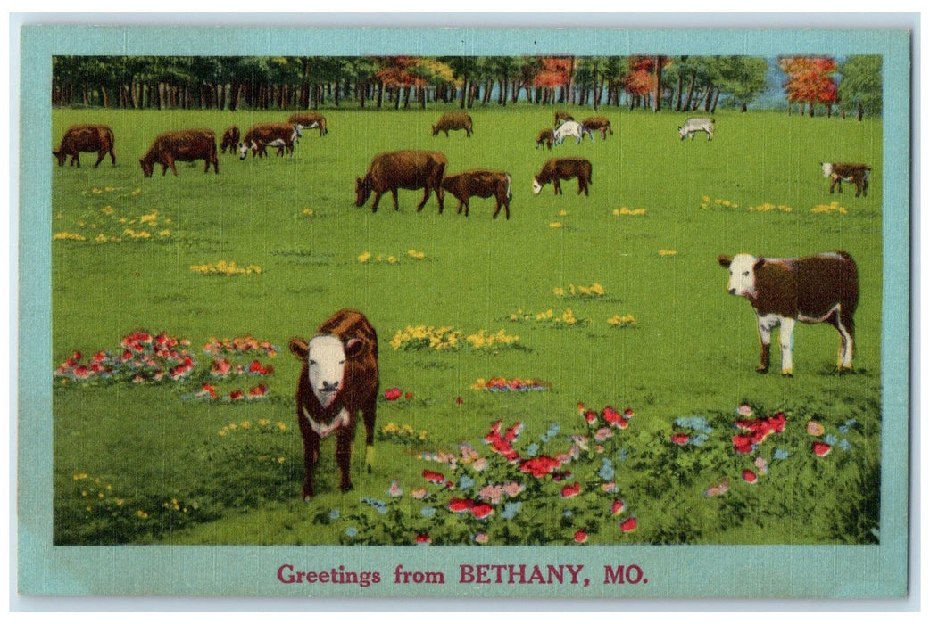 c1940's Greetings From Bethany Group Of Cows Green Field Missouri MO Postcard