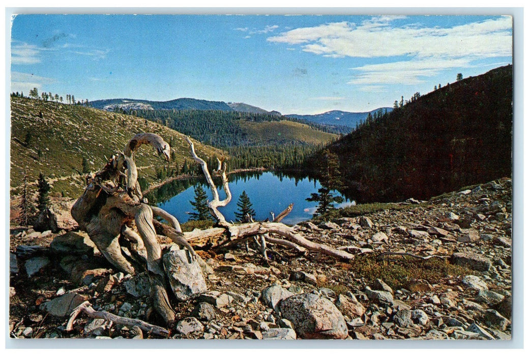1965 Sardine Lake In The Lakes Basin Recreation Area California CA  Postcard